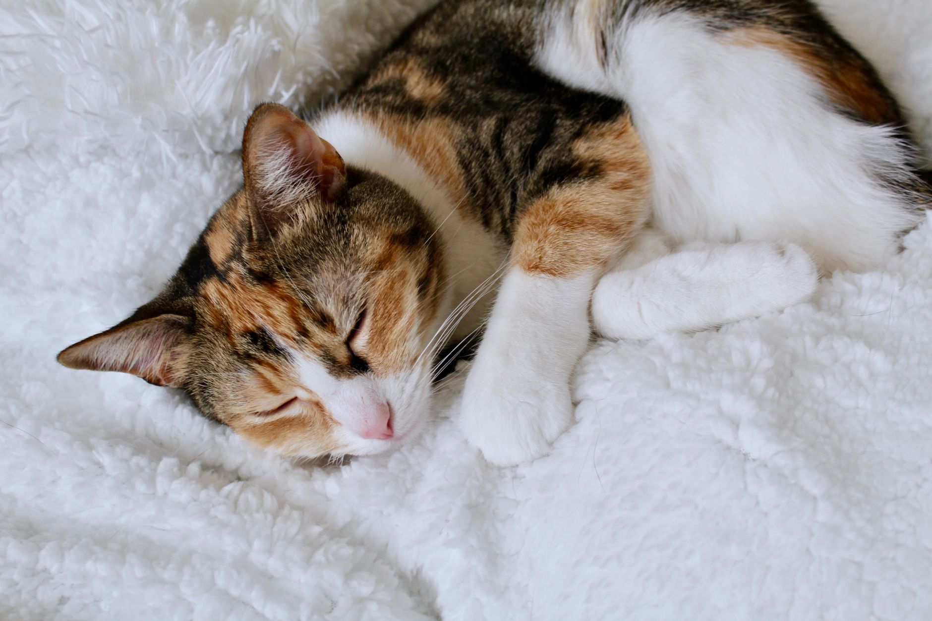 A serene calico cat resting peacefully on a soft white blanket indoors.