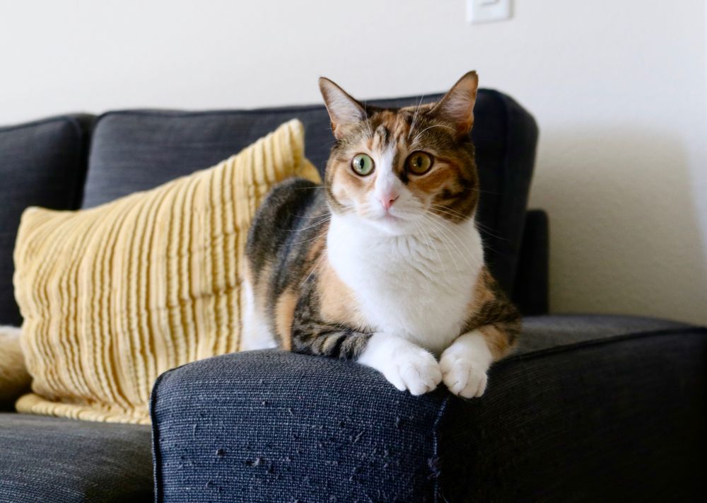 Cat photographed in a domestic setting