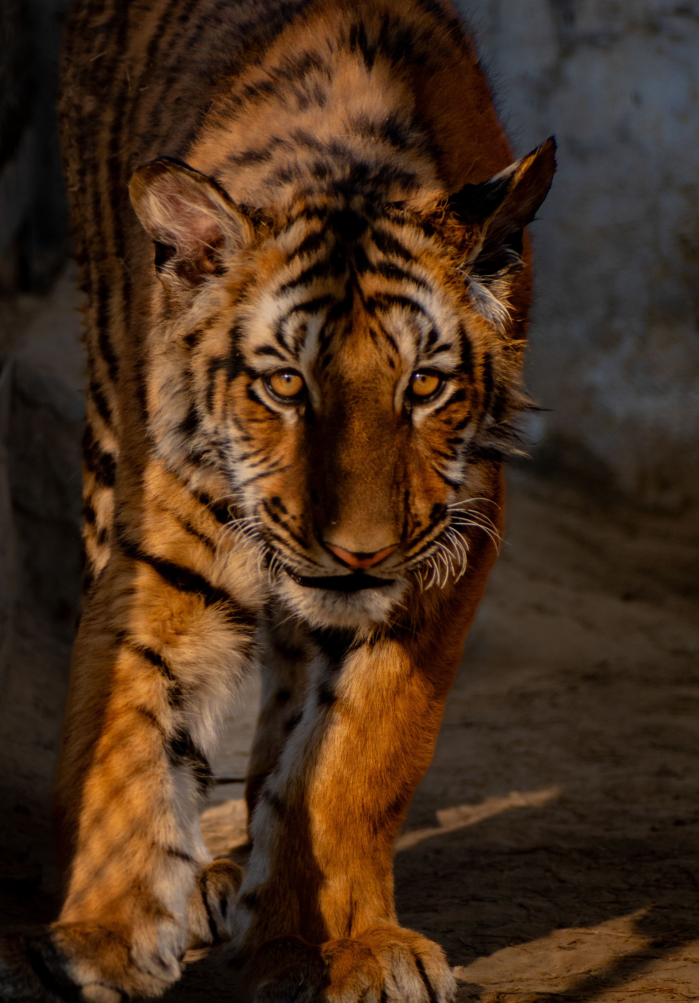 Close-up of a Bengal tiger walking in its natural environment, showcasing strong features and majestic stripes.