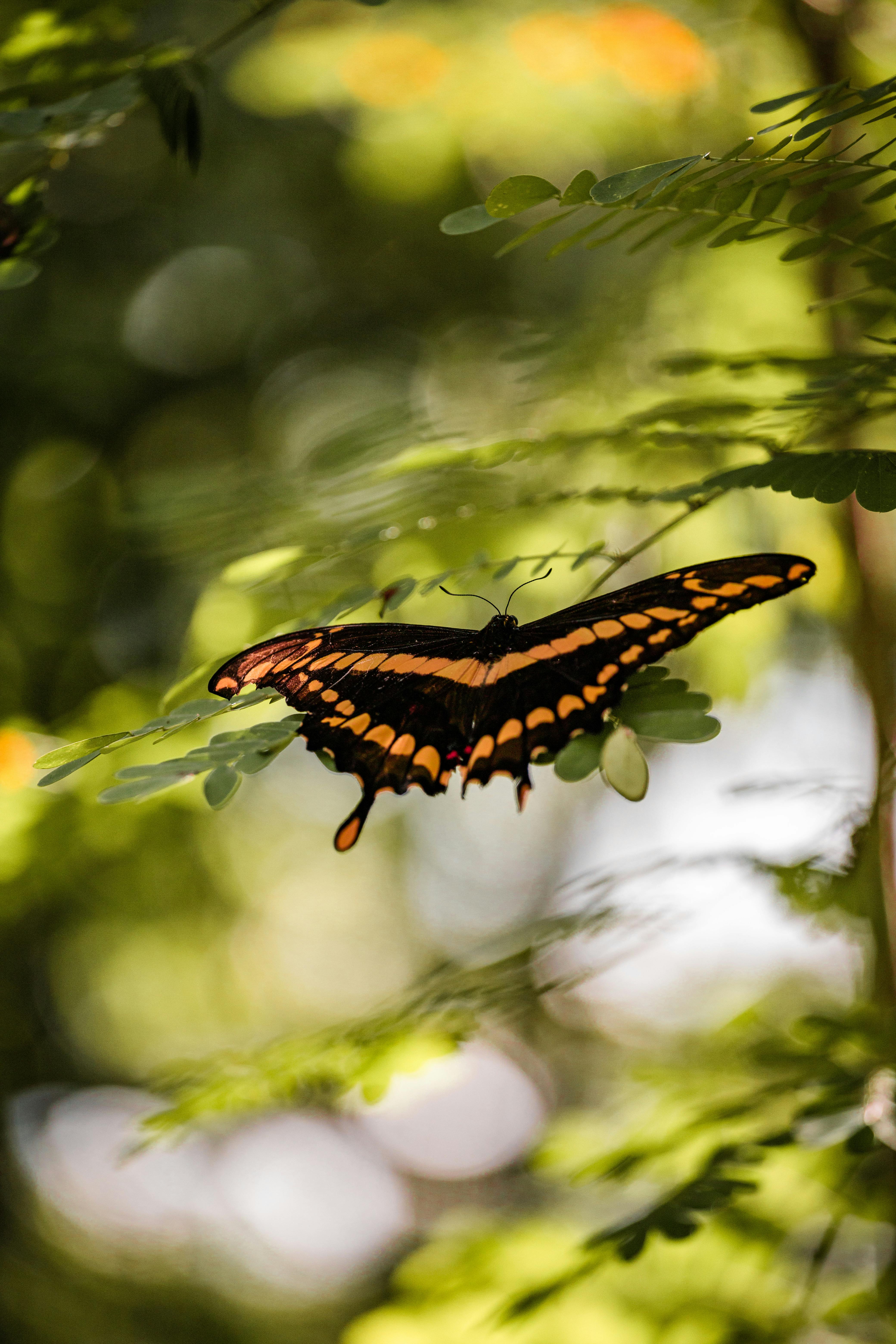 Detailed view of a butterfly resting on green leaves in a sunlit garden setting.