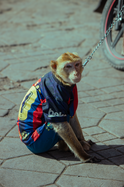 Fotomural Un mono con una camisa colorida sentado en una calle marroquí, capturado durante el día.