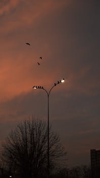 Crows on a streetlight with a dramatic sunset sky in Gaziantep, Türkiye.