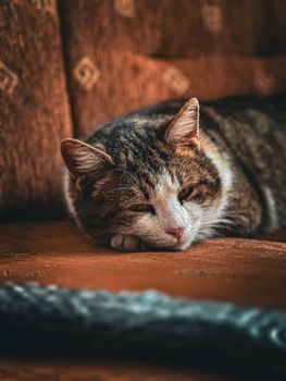 cat photo