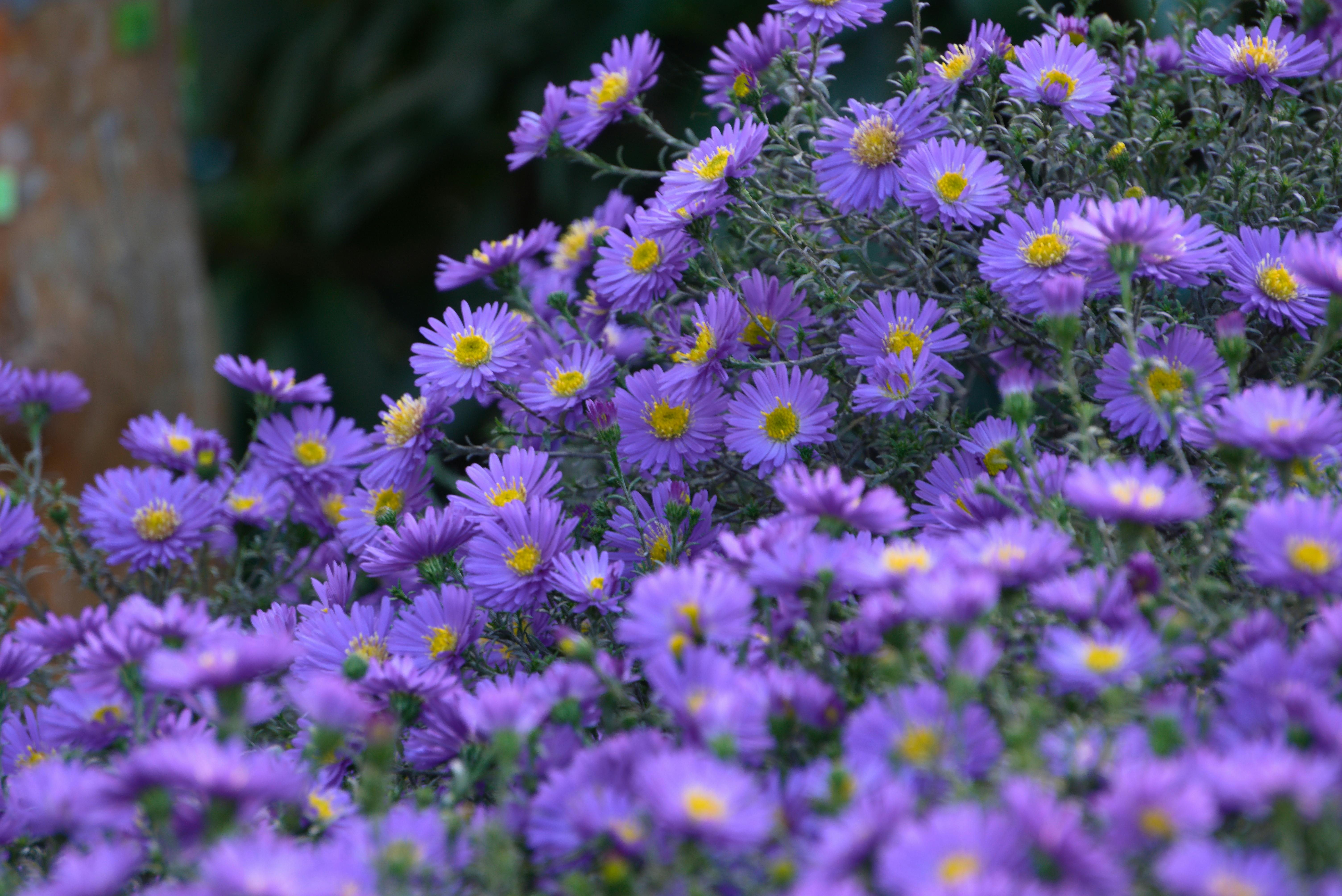 New England aster purple flowers