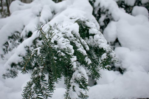 Free stock photo of fir, green, nature