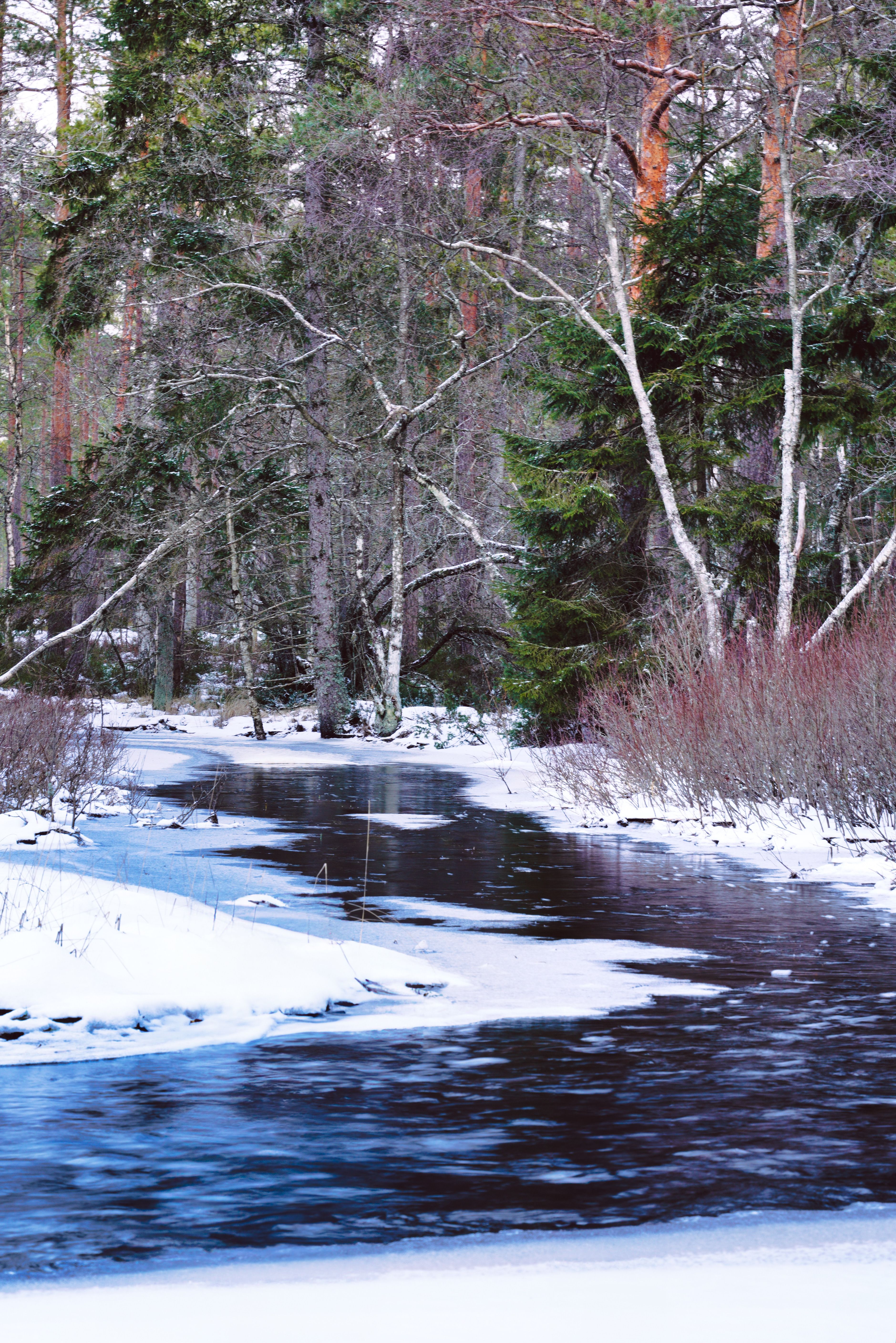 Serene Winter Stream in Snowy Forest Landscape · Free Stock Photo