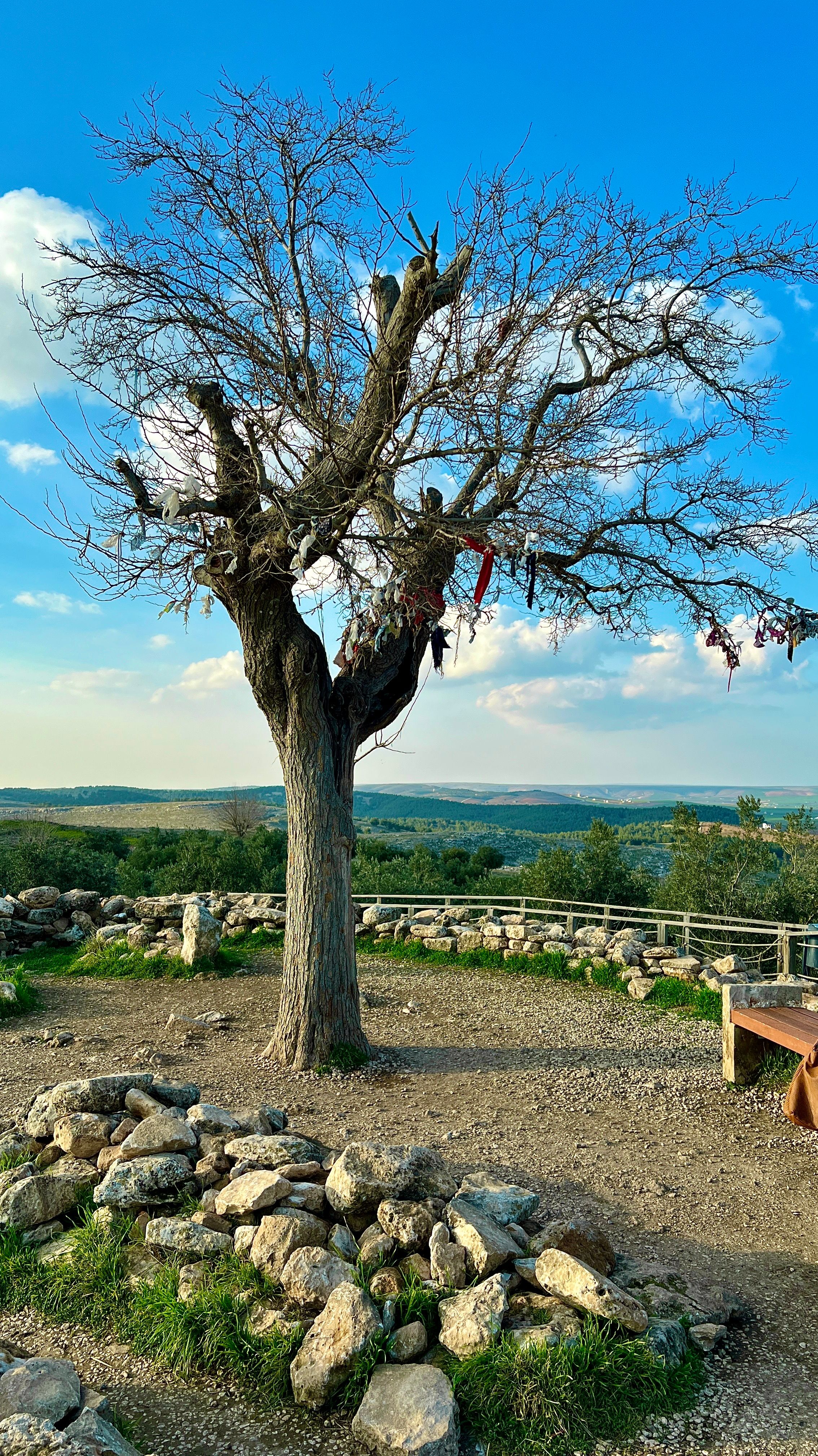 Scenic View of a Tree with Blue Sky · Free Stock Photo