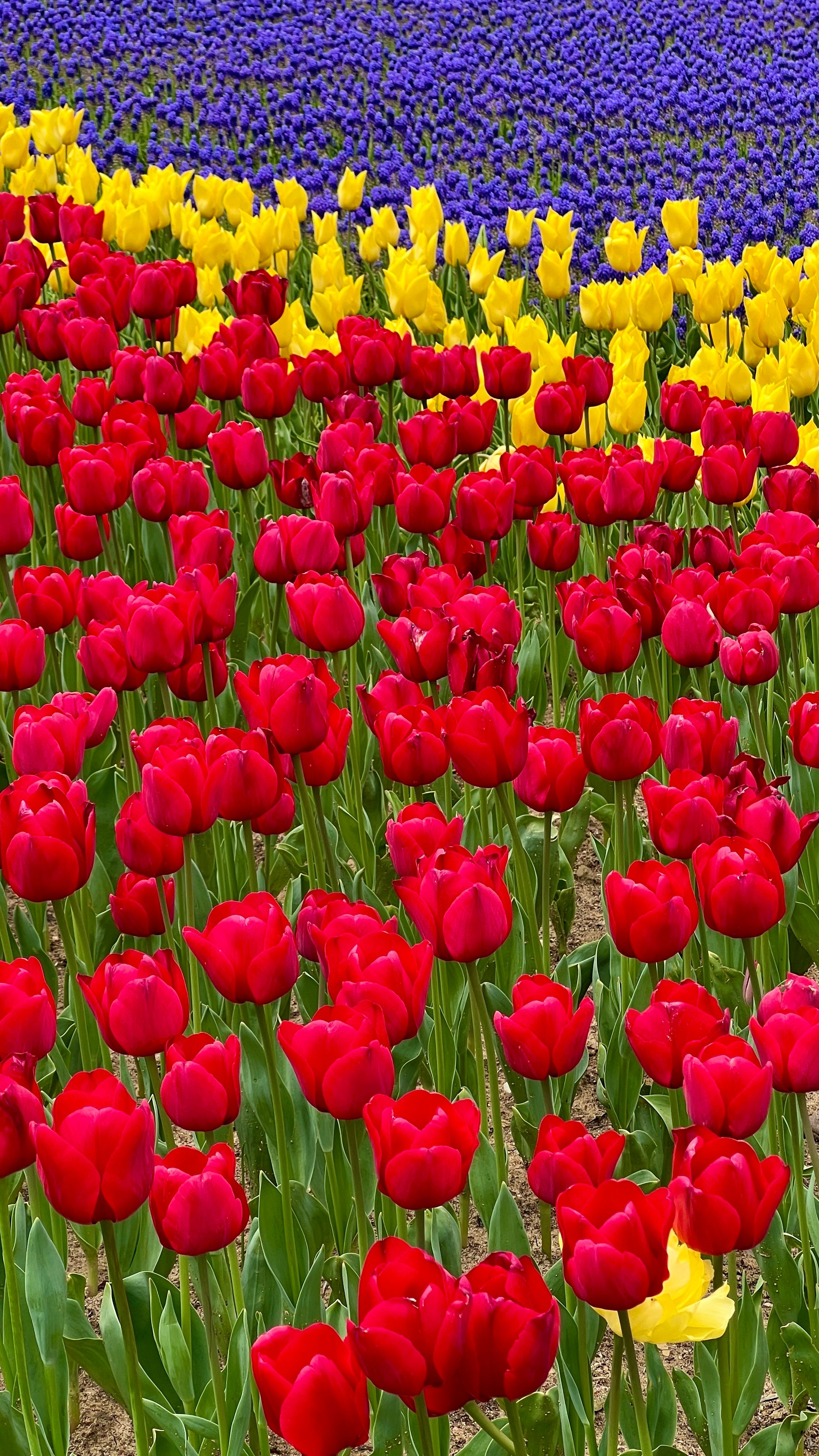 Vibrant Field of Red and Yellow Tulips in Bloom · Free Stock Photo