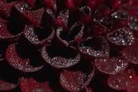 迷人的特写中，红色大丽花花瓣上覆盖着闪闪发光的露珠