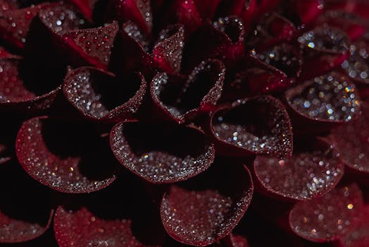 迷人的特写中，红色大丽花花瓣上覆盖着闪闪发光的露珠