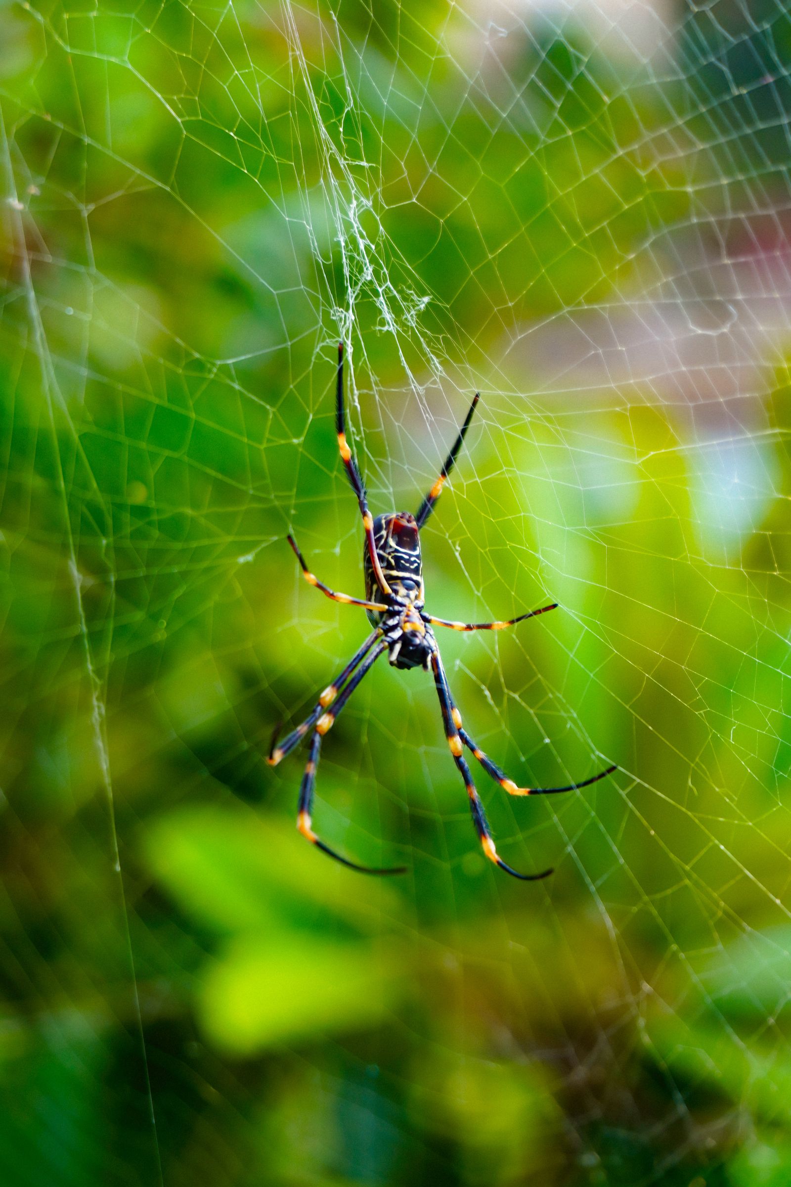 Brown Araneus Cavaticus Barn Spider · Free Stock Photo