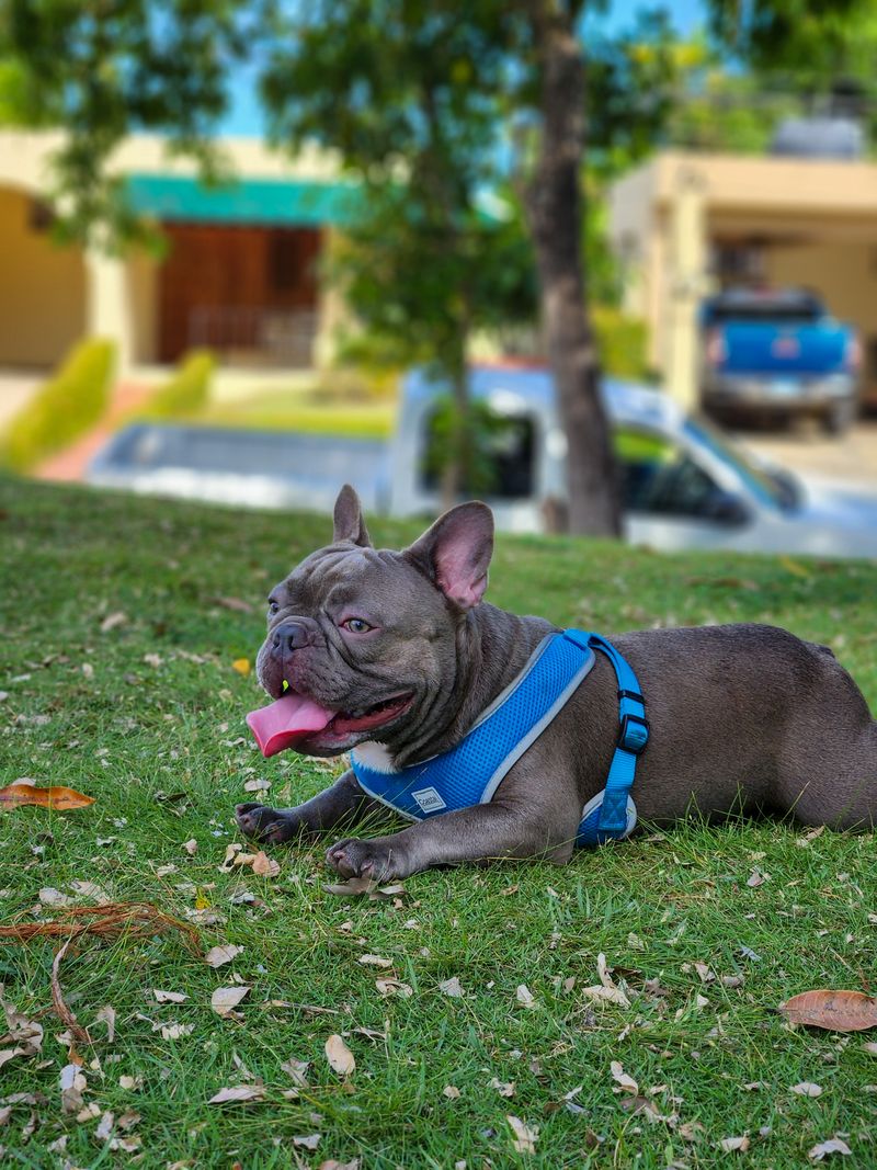 Frankie - photo 1
