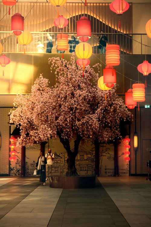 Illuminated Cherry Blossom Tree in Modern Interior · Free Stock Photo