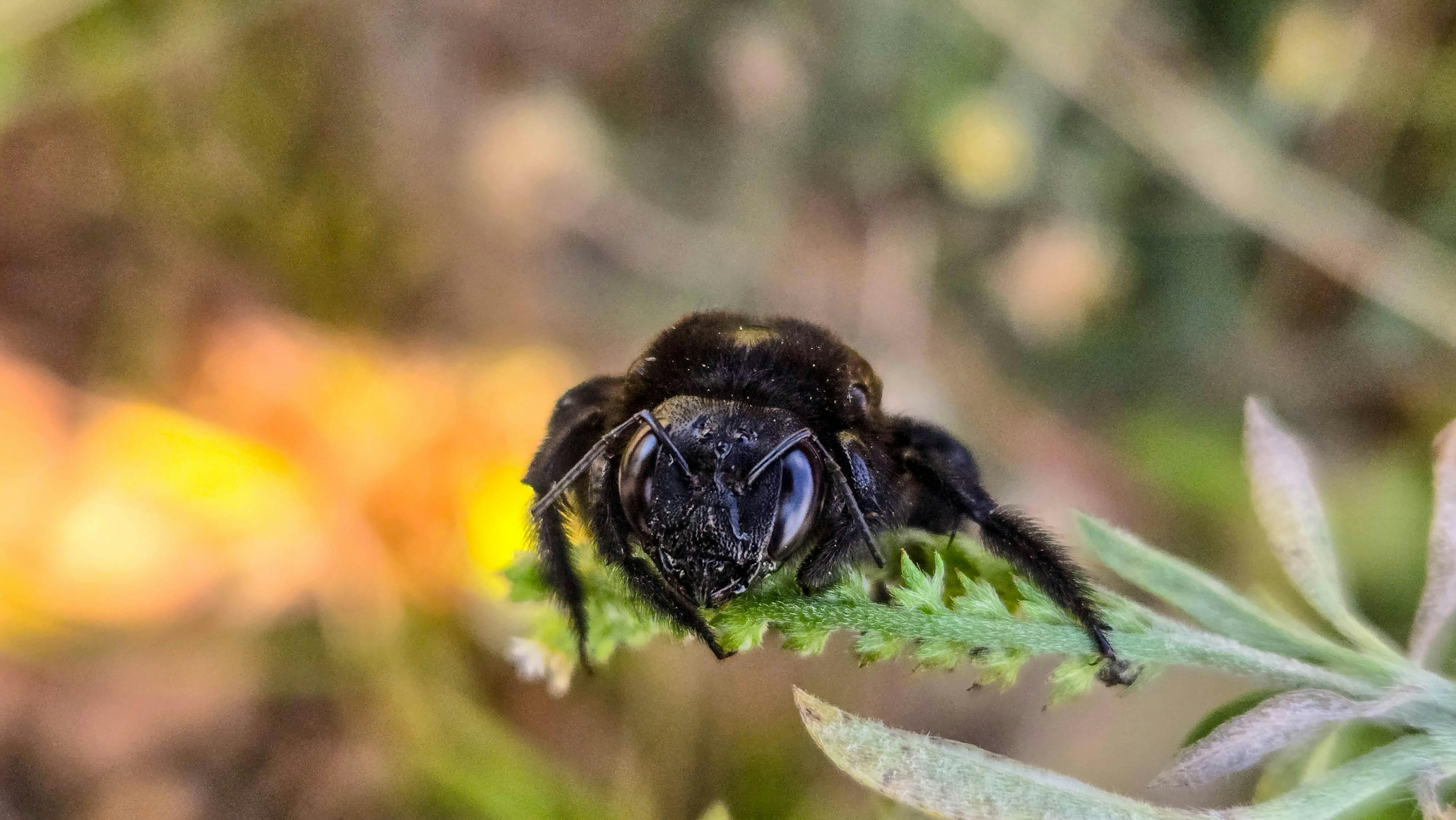 close up of carpenter bee showing shiny black abdomen - carpenter bees treatment cost