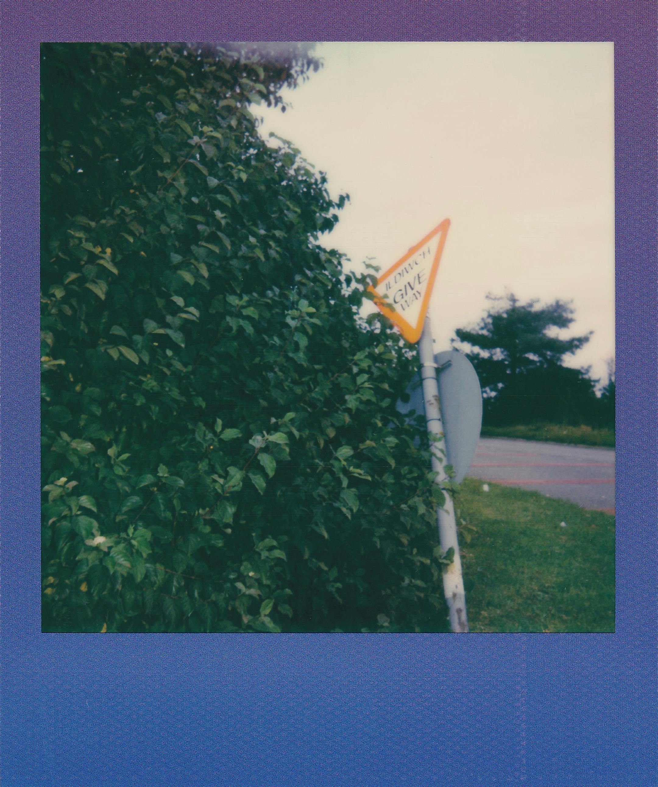 Polaroid photo showing a traffic sign hidden among lush greenery on a sunny day.