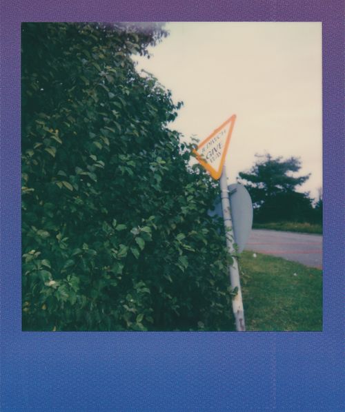 Free Polaroid photo showing a traffic sign hidden among lush greenery on a sunny day. Stock Photo