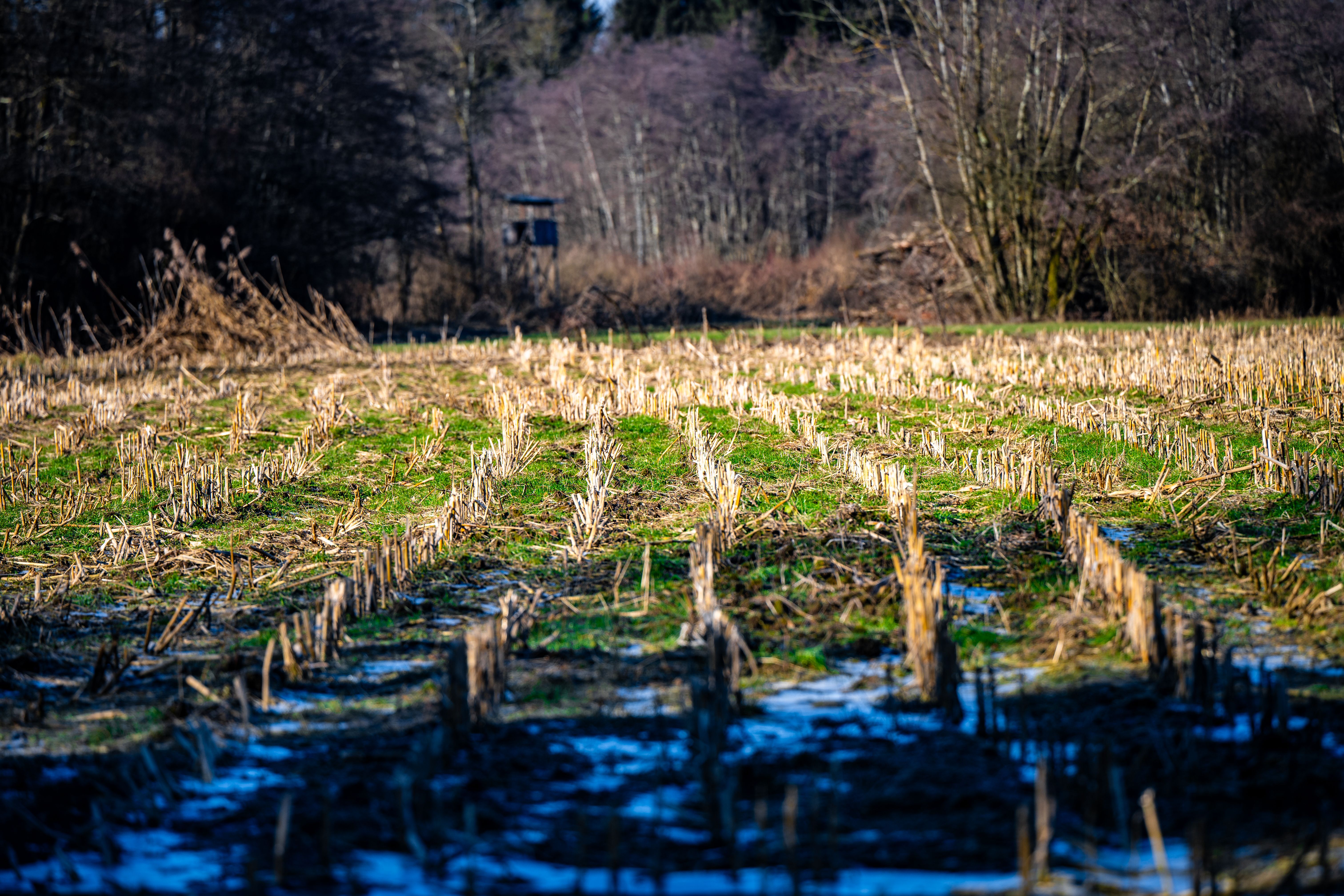 Tougher crops and beaver dams: how UK farmers are tackling drought