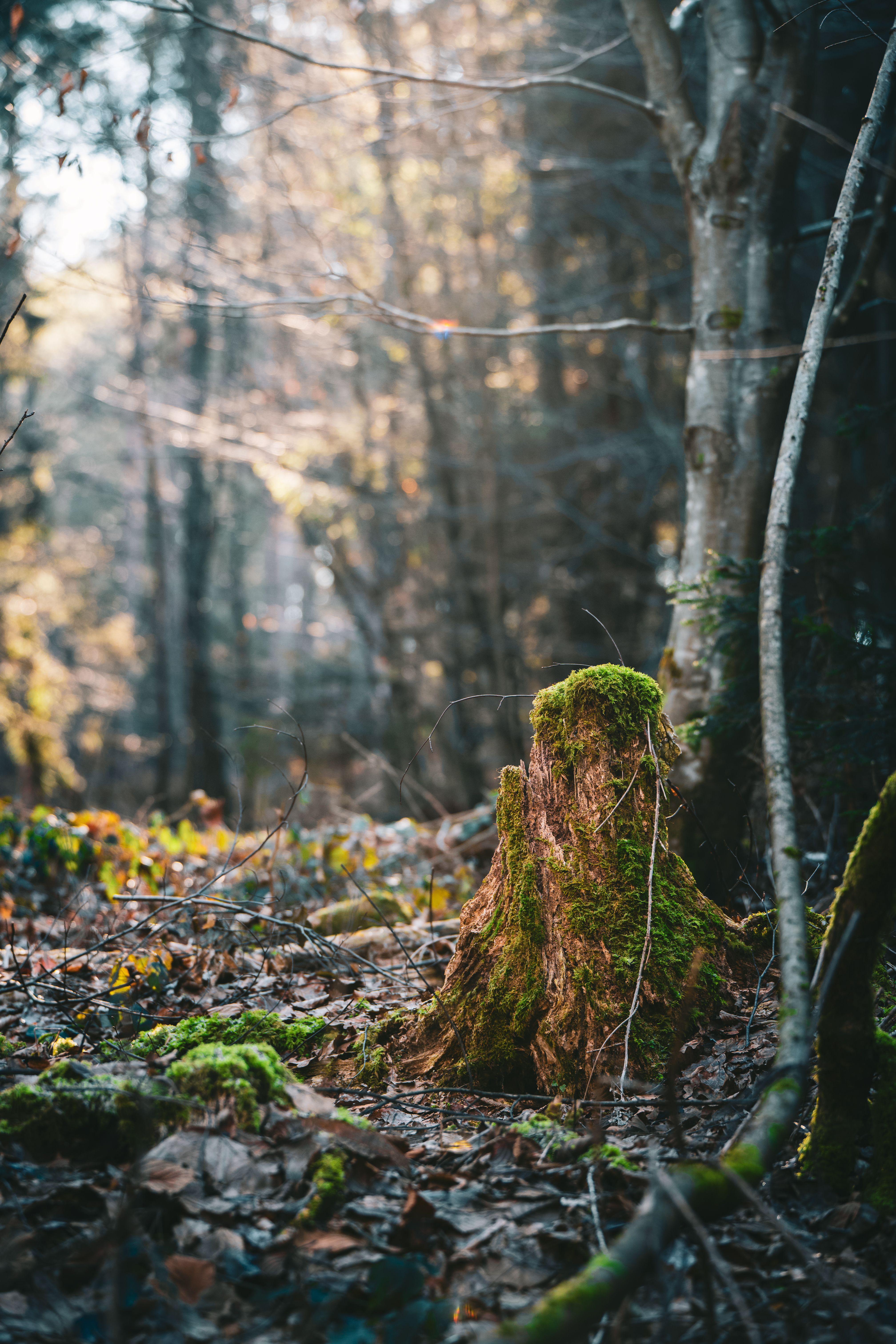 Moss-Covered Tree Stump in Sunlit Forest · Free Stock Photo