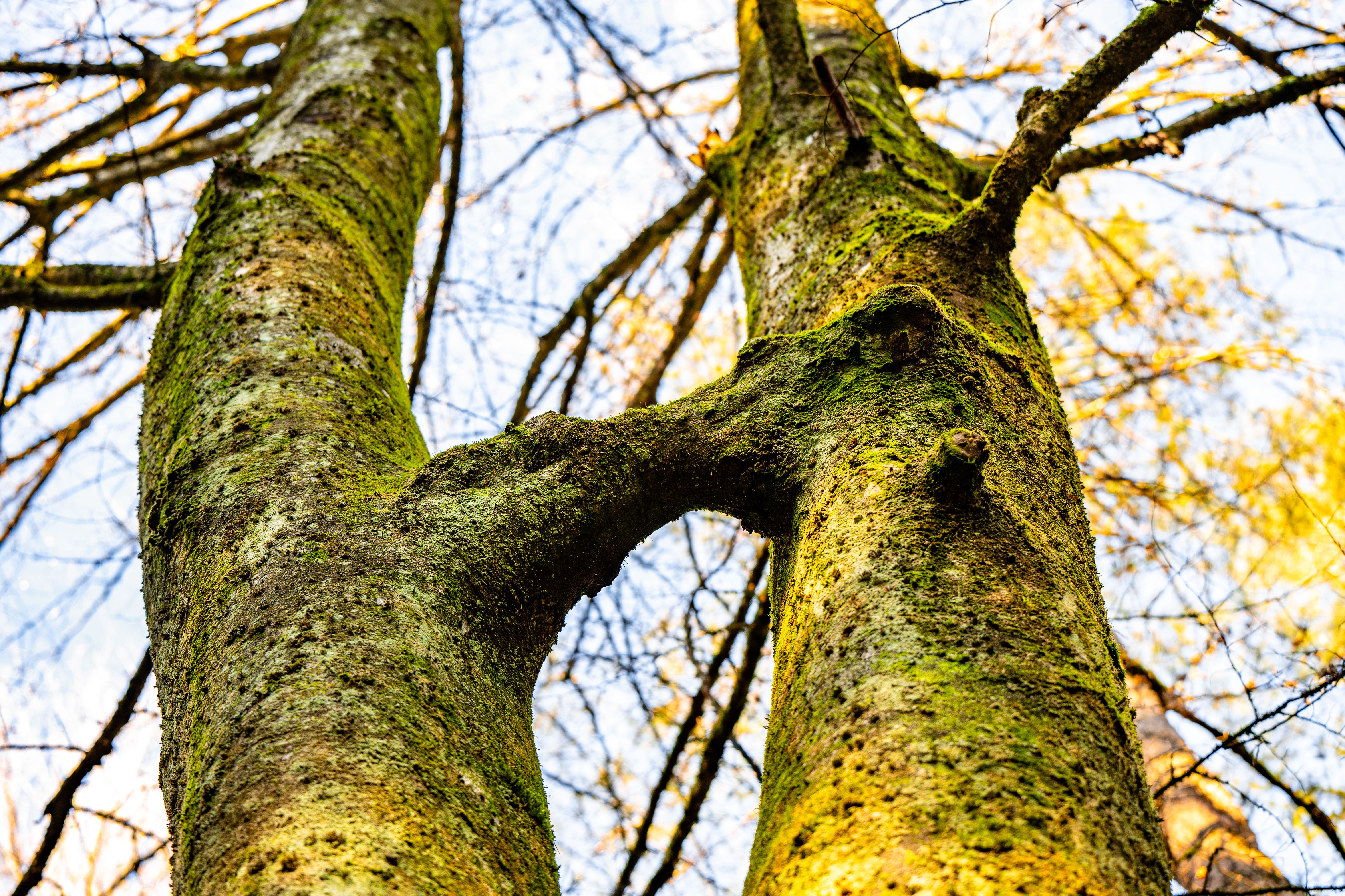 Tree Calculus