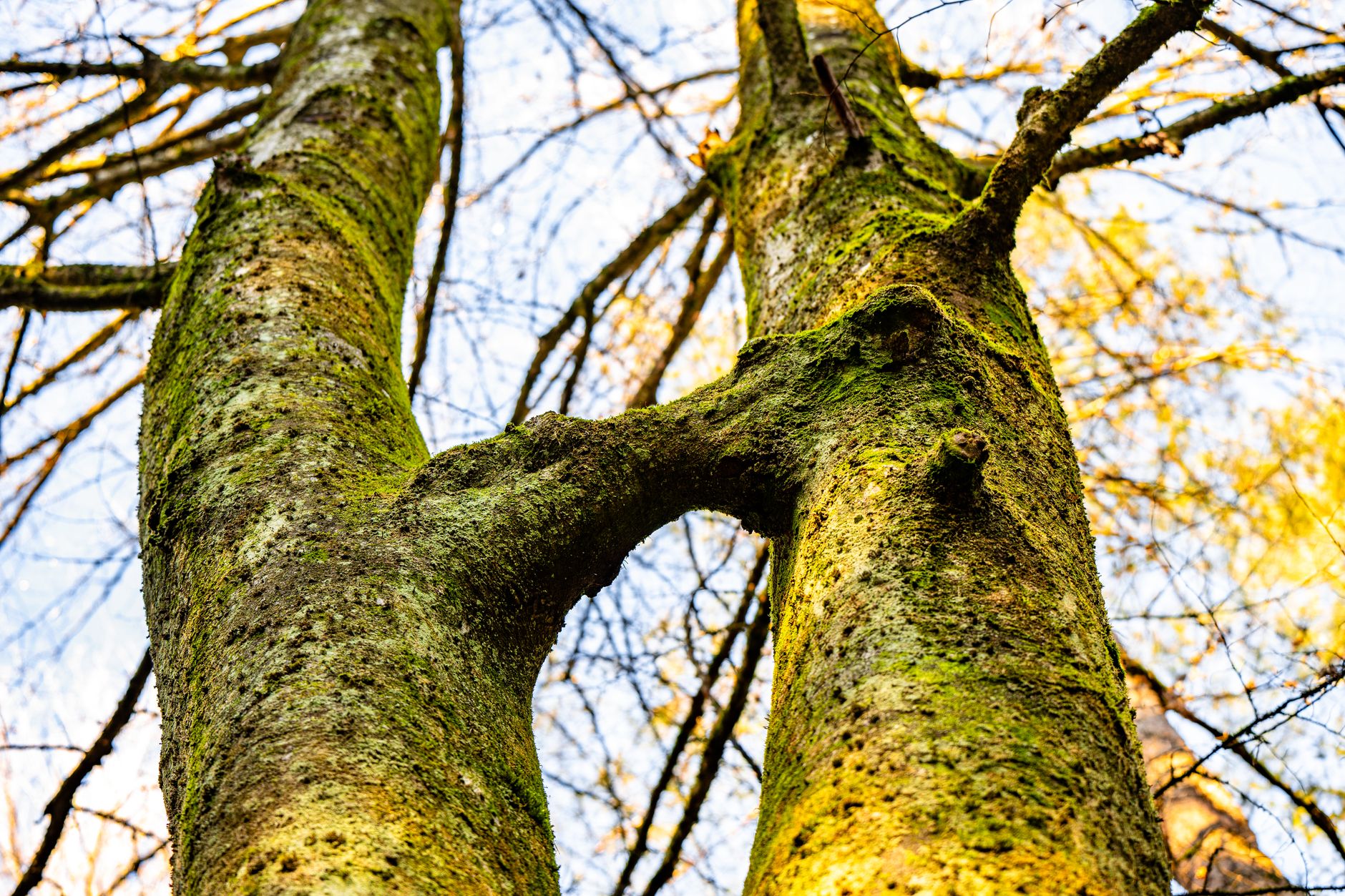 Detailed view of a mossy tree trunk in Suhadole forest, Slovenia.
