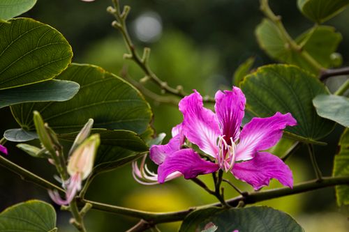 Free Close-up of a vibrant pink Bauhinia flower amid lush green leaves. Stock Photo