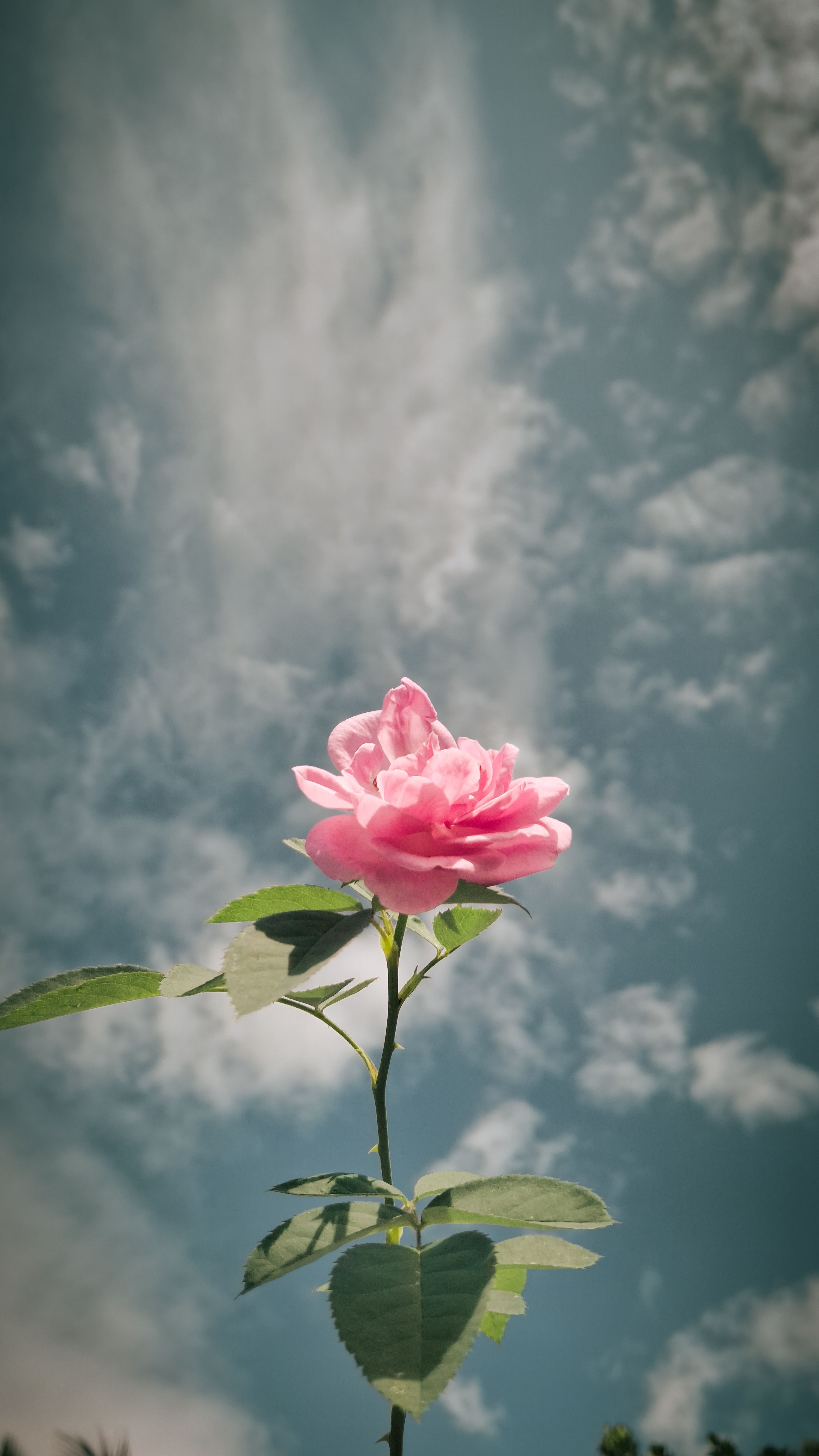 Pink Rose Against Cloudy Sky in Kanniyakumari · Free Stock Photo