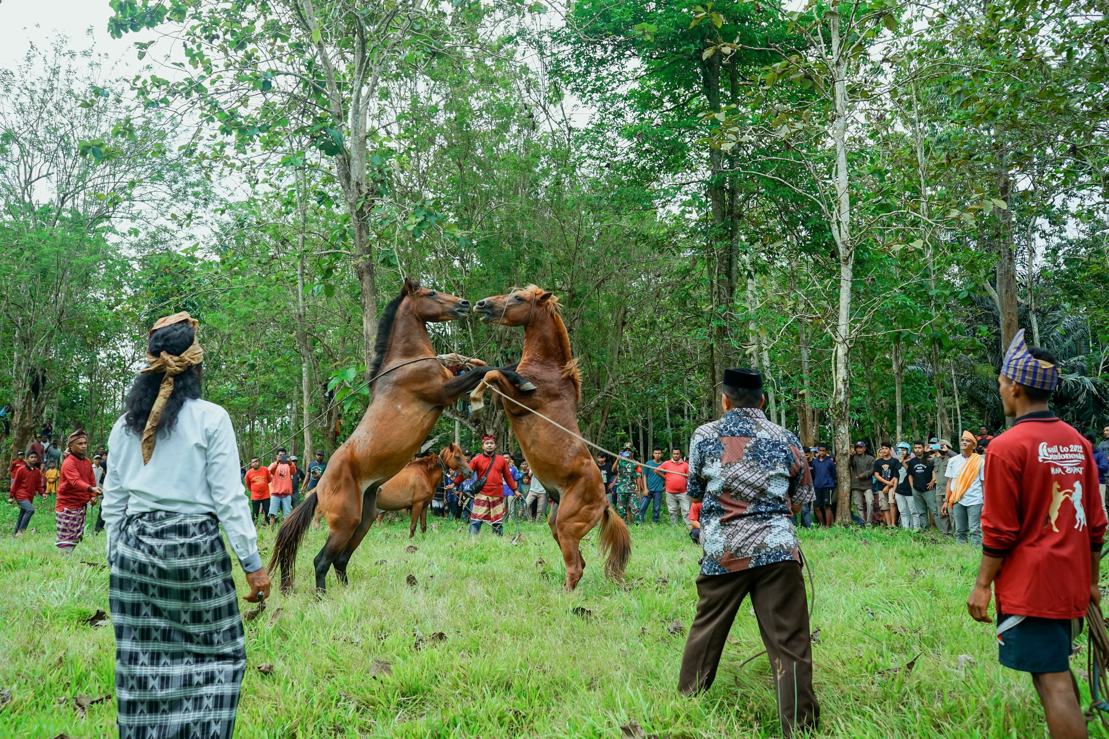 Fighting Event Traditional Horse Fighting Event in Forest · Free Stock Photo