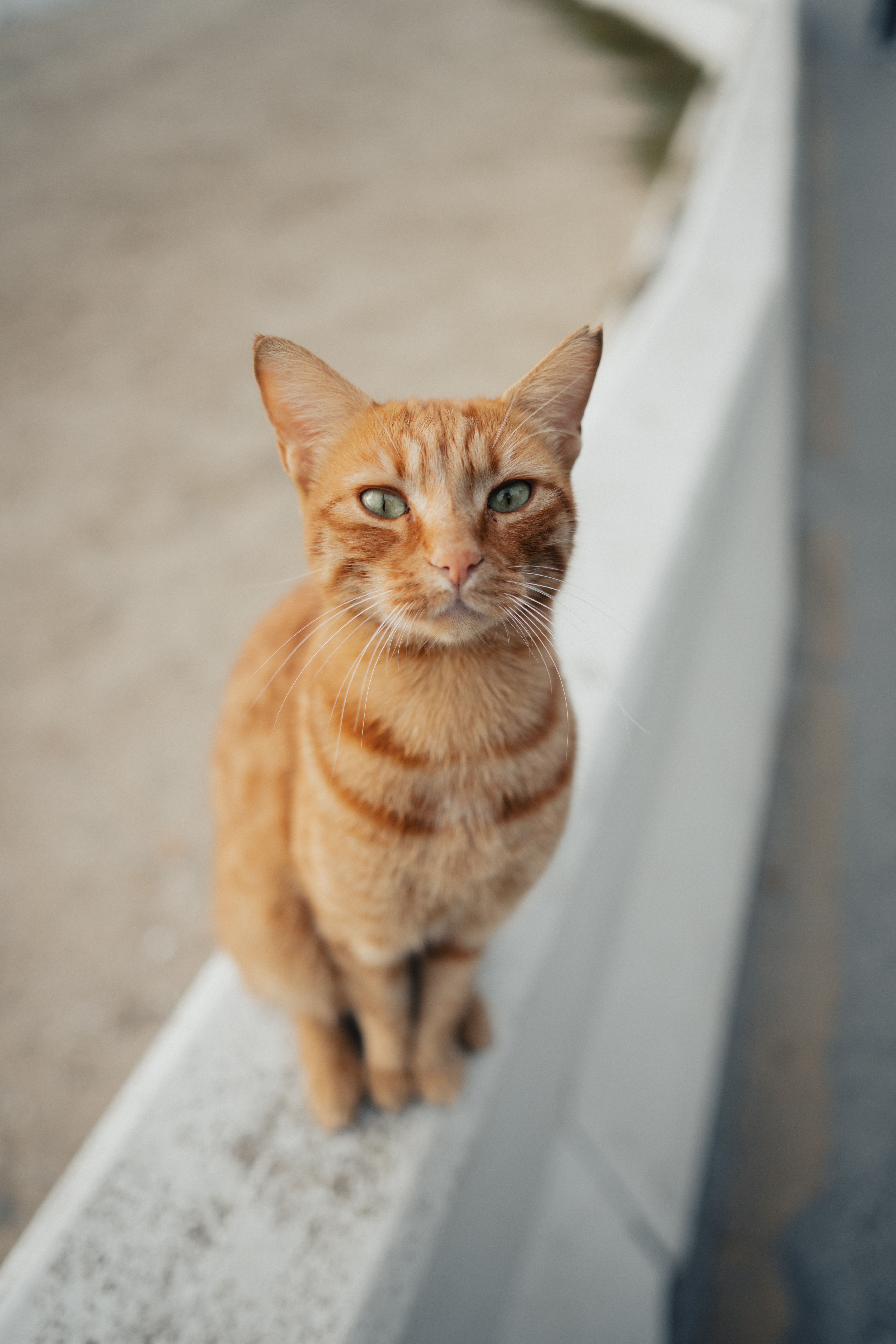 A cute orange cat with green eyes sitting on a ledge in İstanbul, Türkiye.