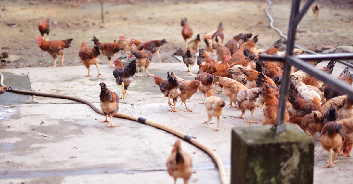 A large flock of chickens pecking on a concrete surface outdoors in a farm setting.