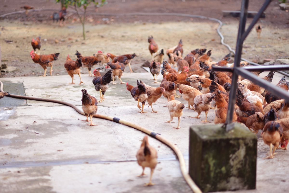Poultry at GreenHarvest Farms