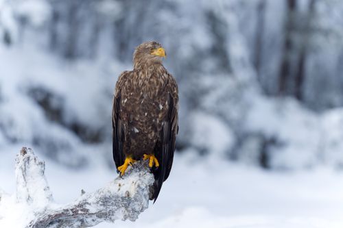 Free A bald eagle perched on a snowy branch in a serene winter forest landscape. Stock Photo