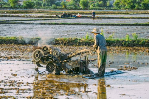 Free A farmer plowing a rice field in Quy Nhơn, Vietnam using traditional machinery. Stock Photo