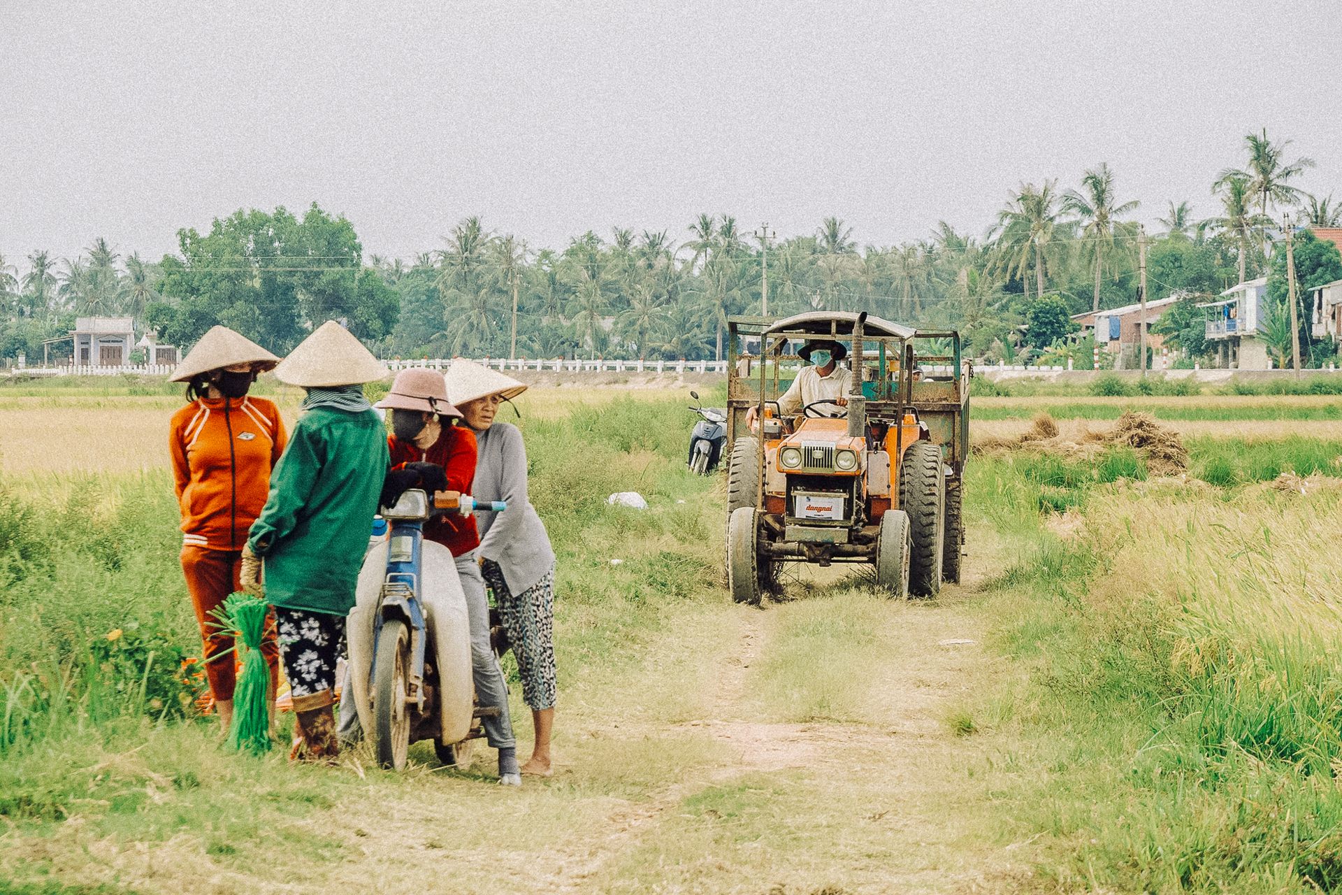 Farmers and tractor in the lush rice fields of Quy Nhơn, Vietnam on a clear day.
