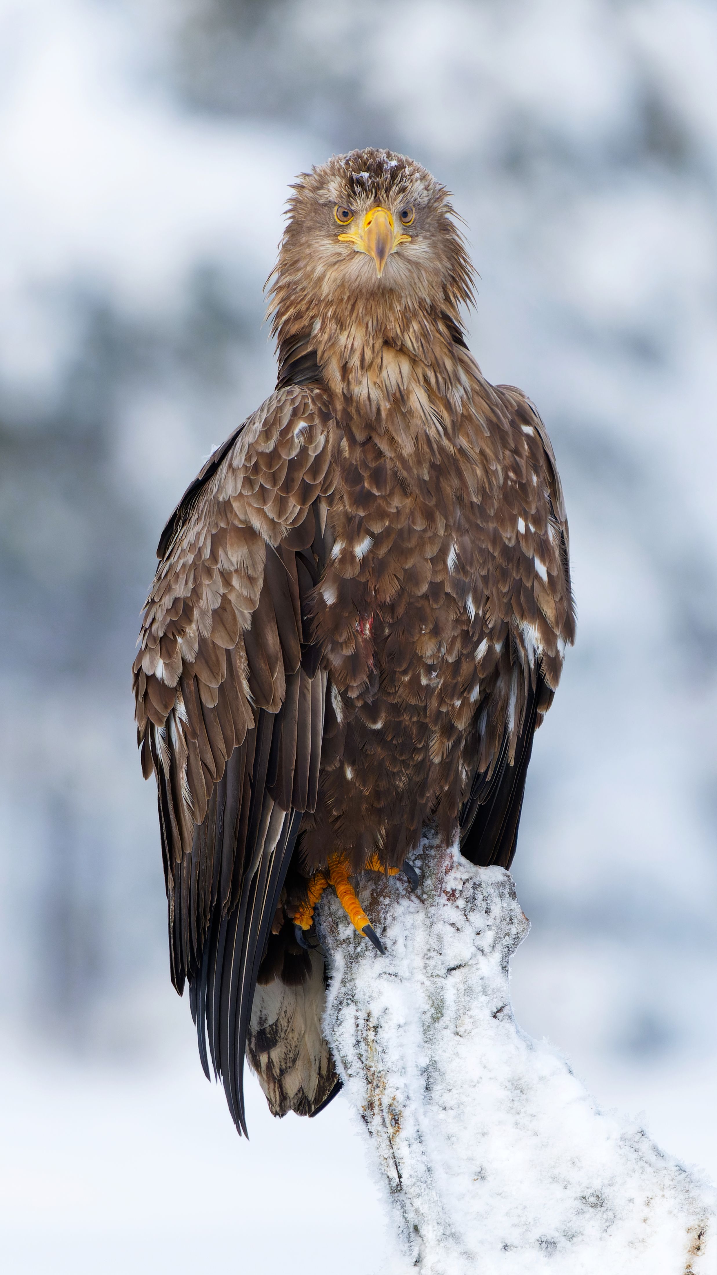 A majestic white-tailed eagle perched on a snowy branch in a winter landscape.