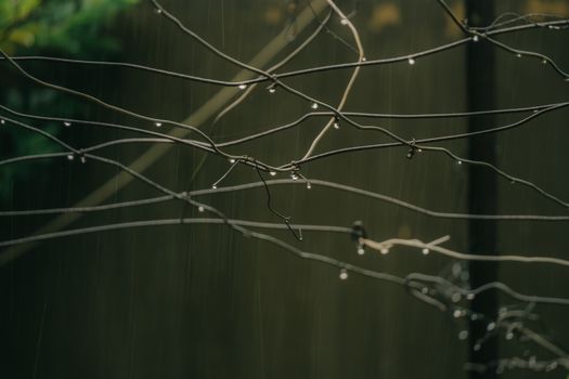 Artistic capture of wet vines glistening with water droplets on a rainy day in Quy Nhơn, Vietnam.