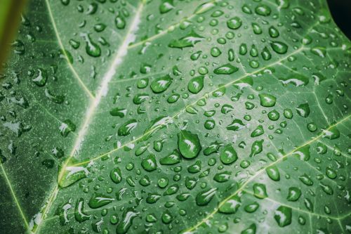 Free Close-up of fresh green leaf with raindrops, capturing nature's simplicity and beauty. Stock Photo