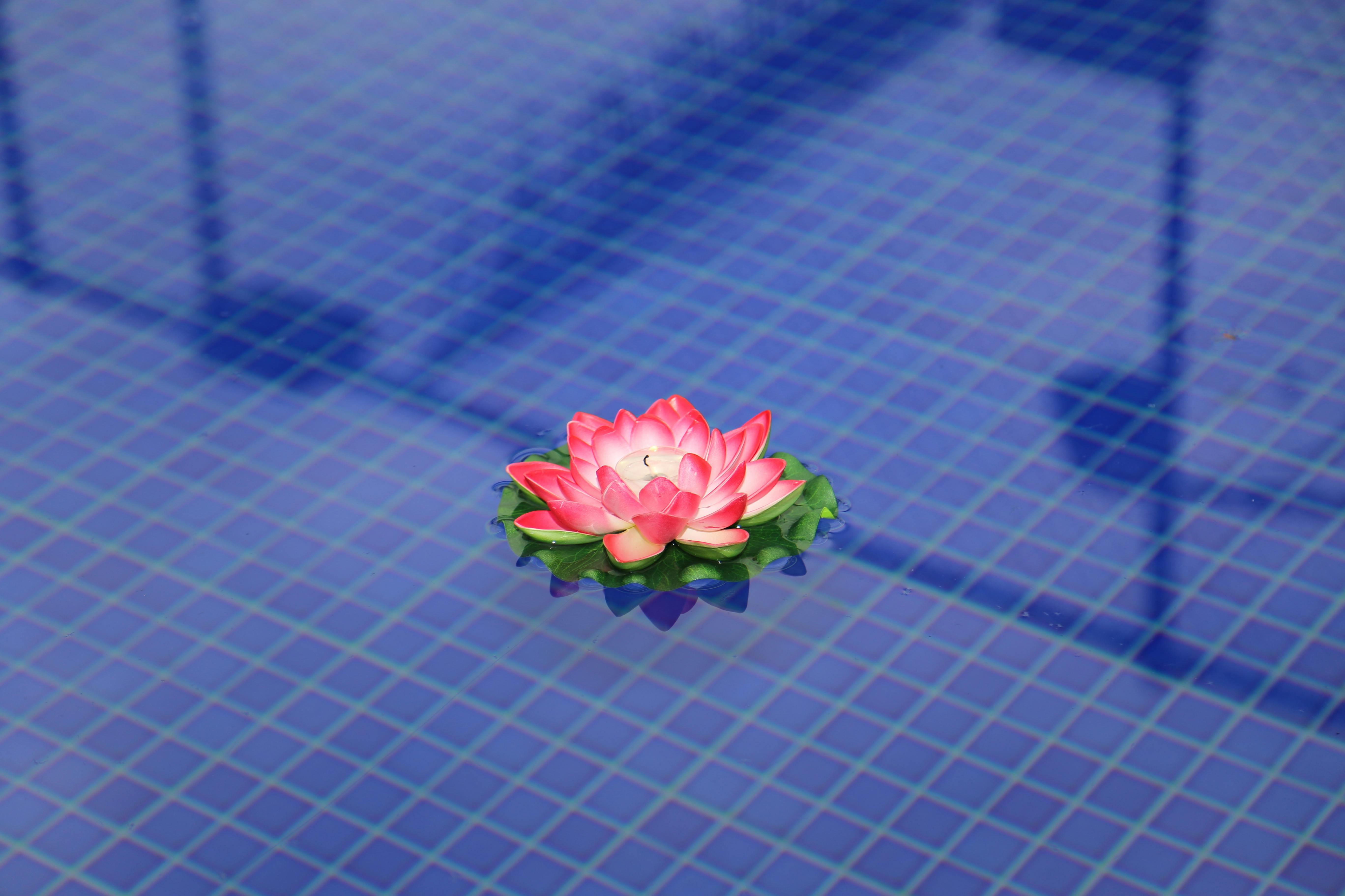 A serene image of a pink lotus flower floating on a vibrant blue tiled pool, capturing simplicity and tranquility.
