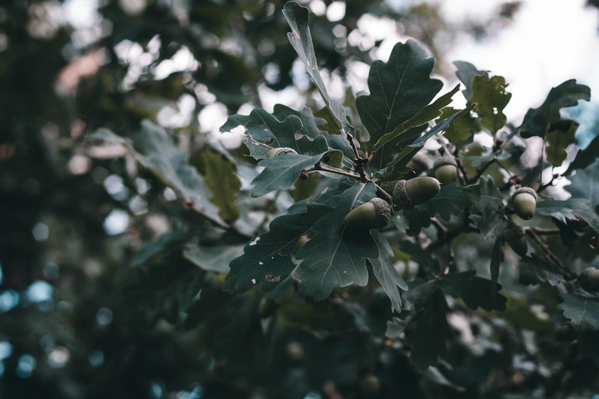 Detailed view of oak tree branches featuring green acorns amidst lush foliage.