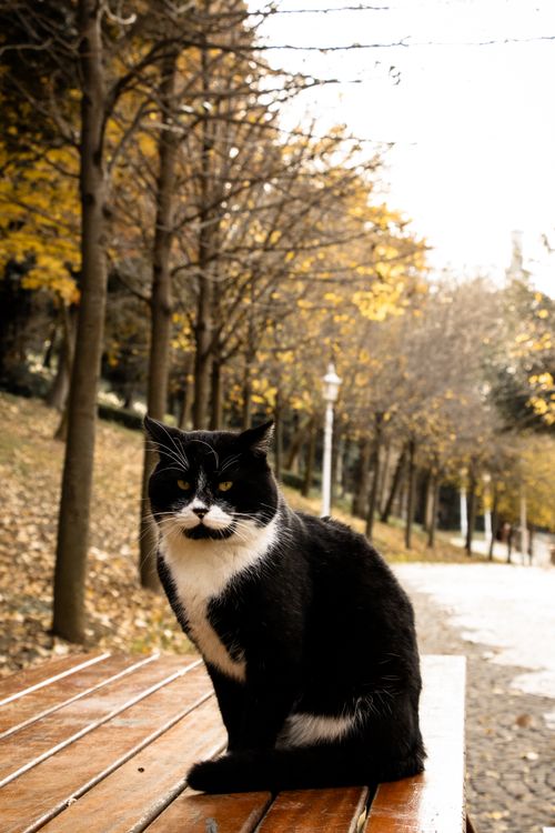 Free A black and white cat resting on a bench in Yıldız Park during autumn in İstanbul, Türkiye. Stock Photo