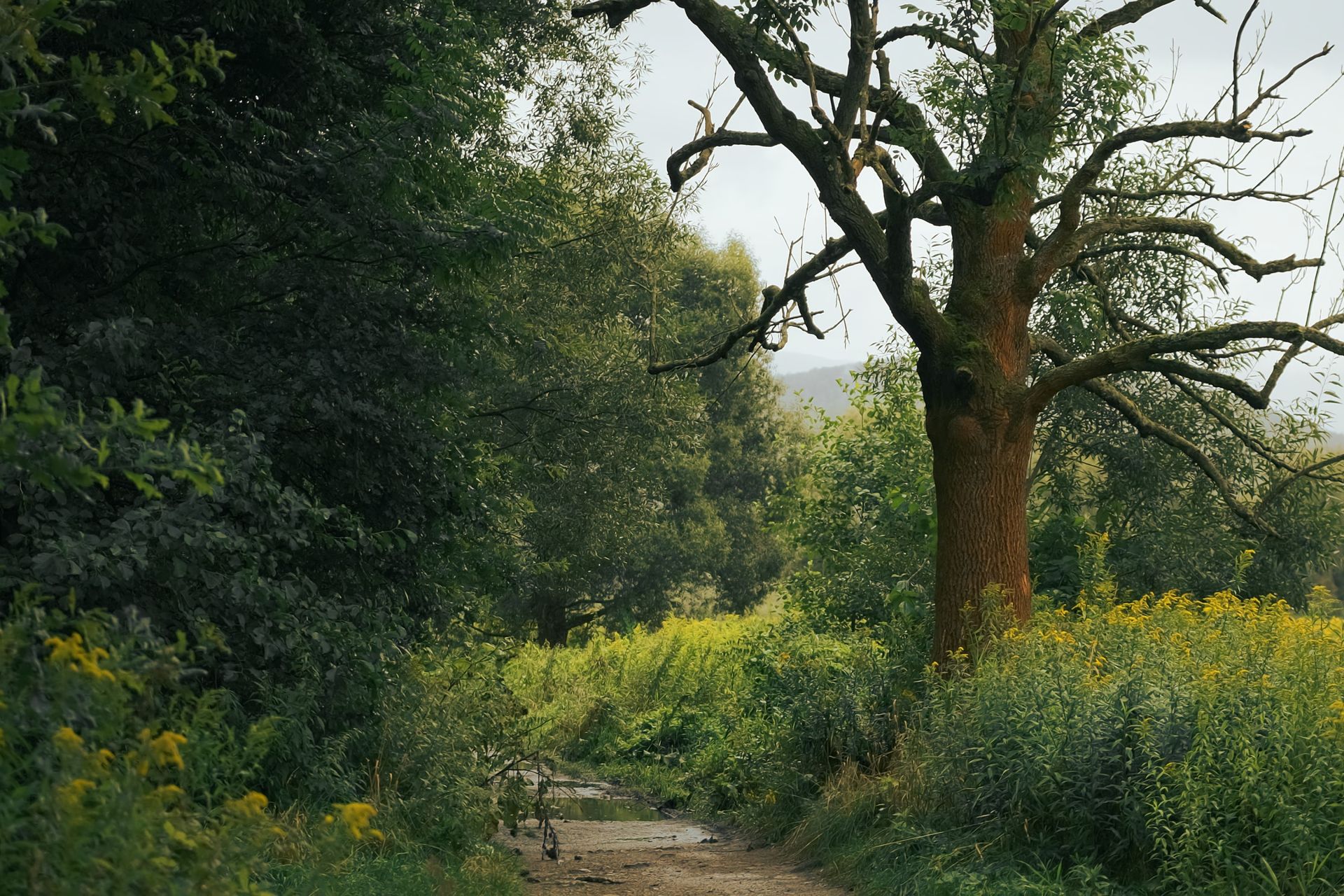 Path in the wilderness