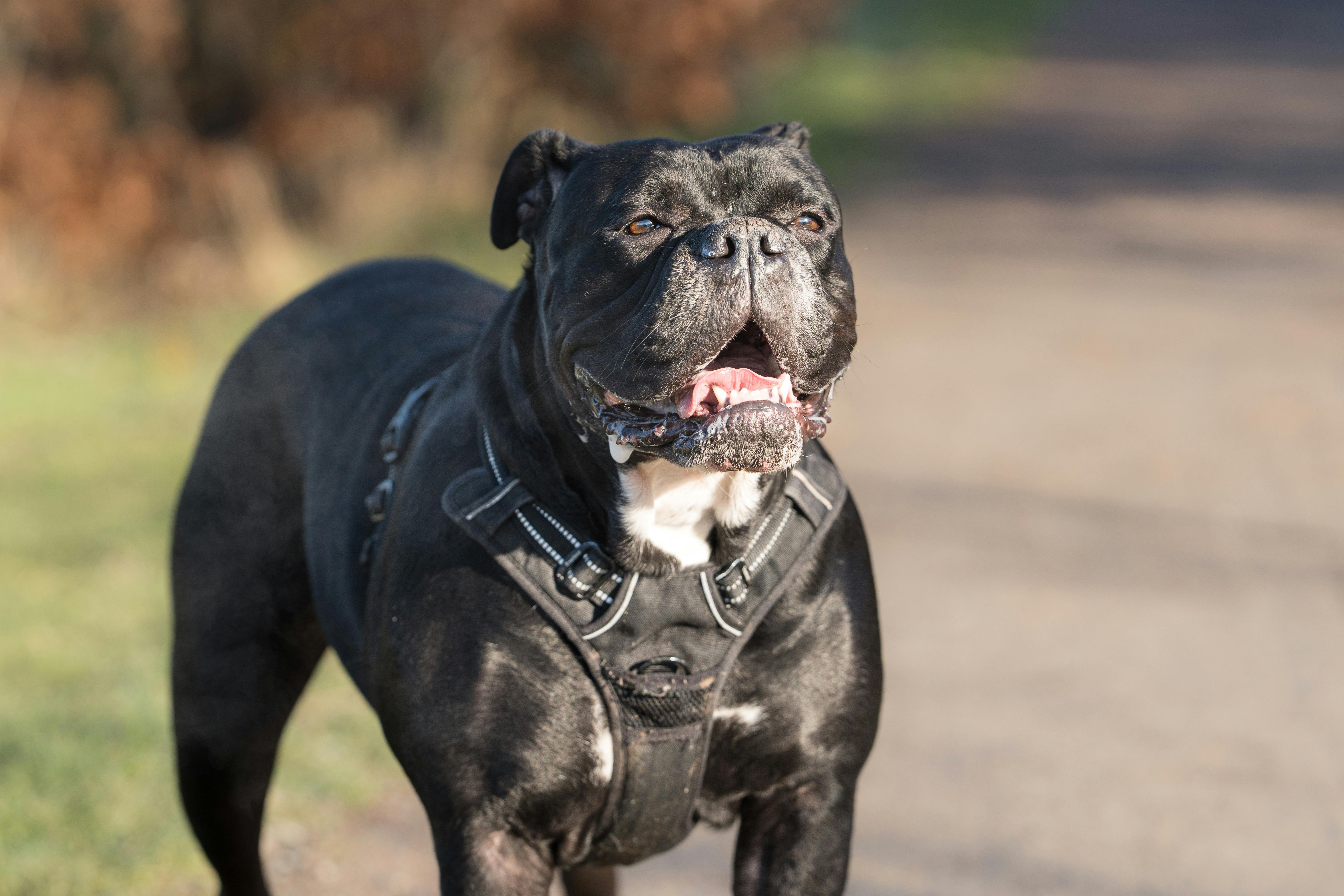 Digestive health is baseline. Pet owners want multifunctional nutrition — Photo by Karl  Byron on Pexels