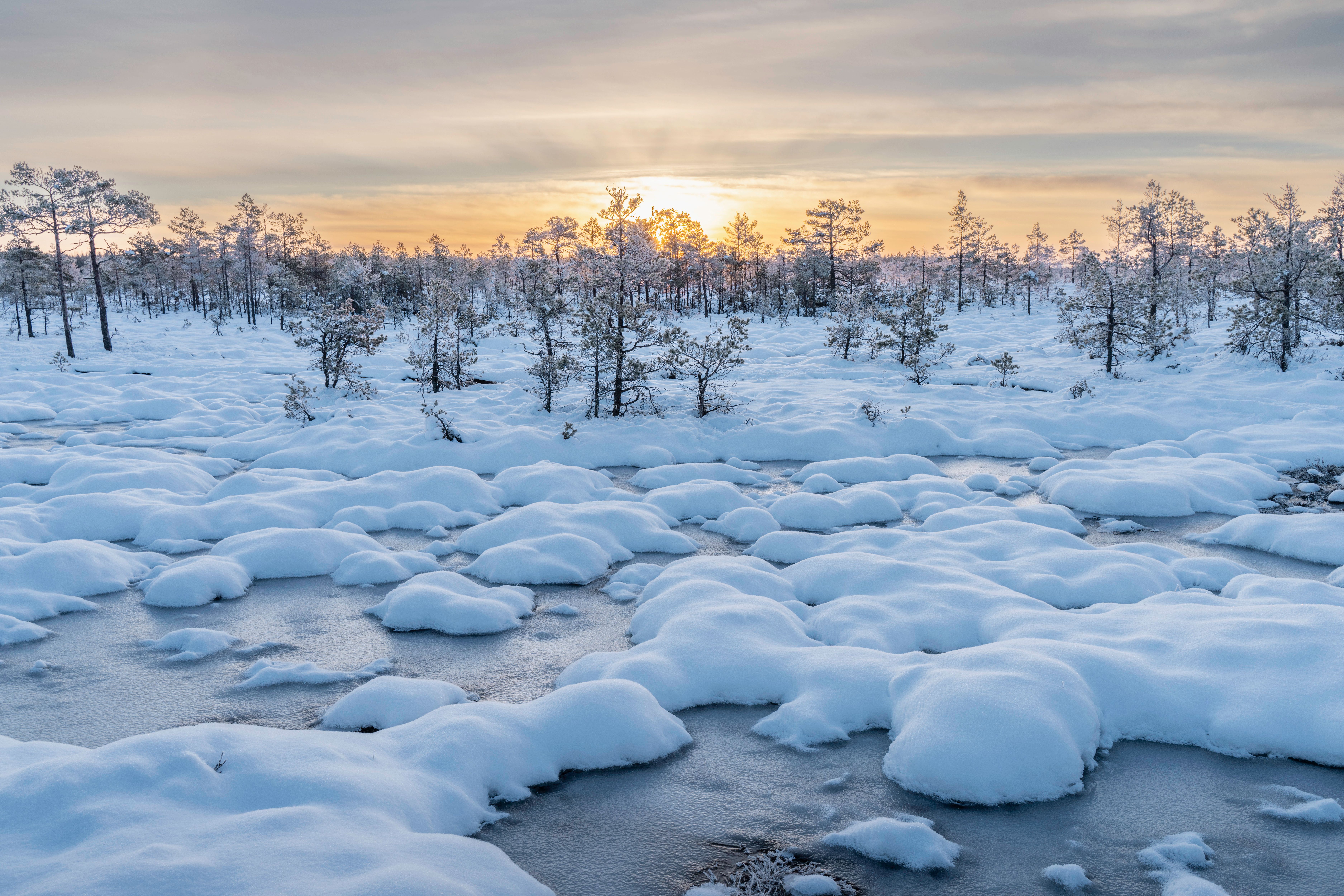 Serene Winter Landscape with Snowy Trees at Sunrise · Free Stock Photo