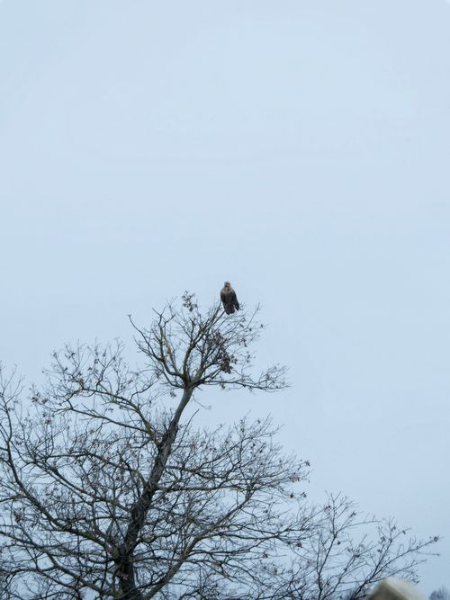 Free A lone bird perched atop a bare tree against a clear sky in Vezirköprü, Türkiye. Stock Photo
