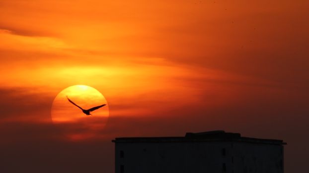 Silhouette of a bird flying against a breathtaking orange sunset sky.
