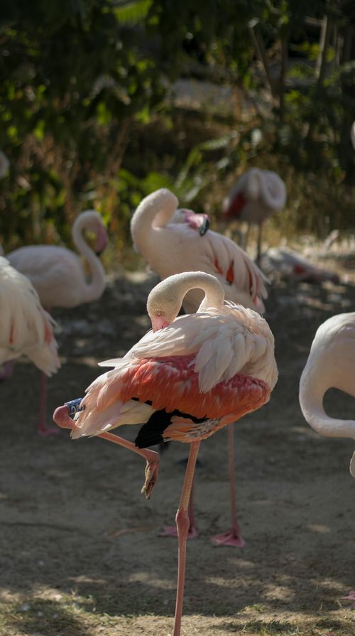 Free Elegant flock of flamingos resting with sunlight casting soft shadows in a nature sanctuary. Stock Photo