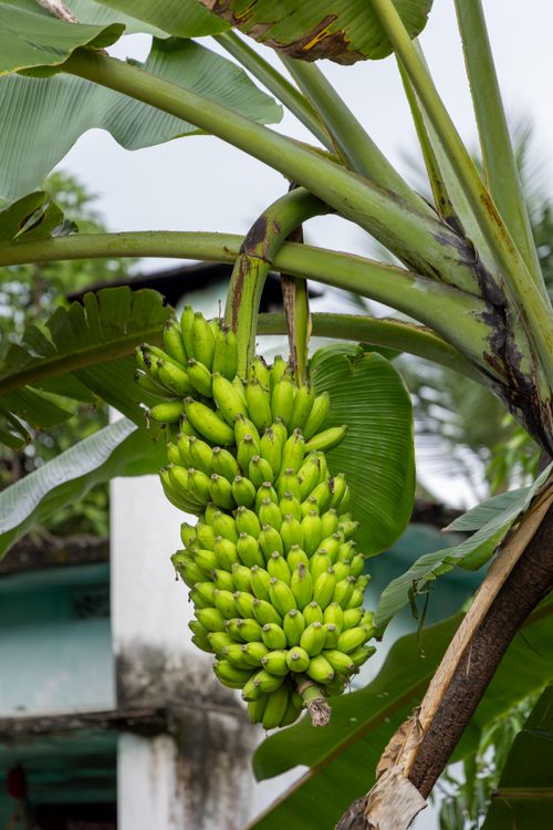 Free A vibrant cluster of bananas on a tree in Andhra Pradesh, India. Stock Photo