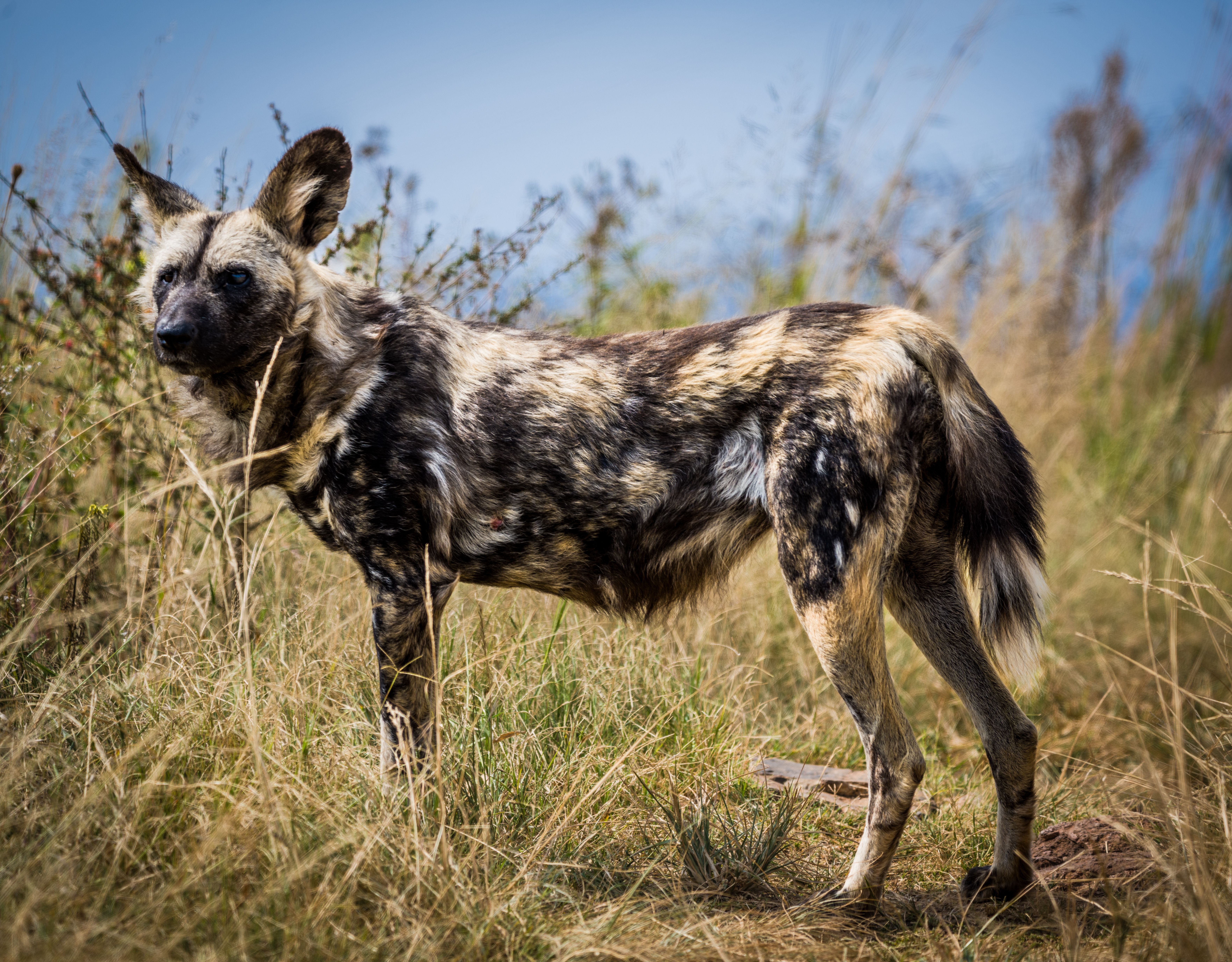 African wild dog in grassland, showcasing its distinctive fur pattern and natural behavior.