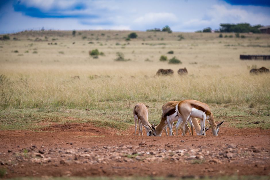 safari terbaik di Afrika