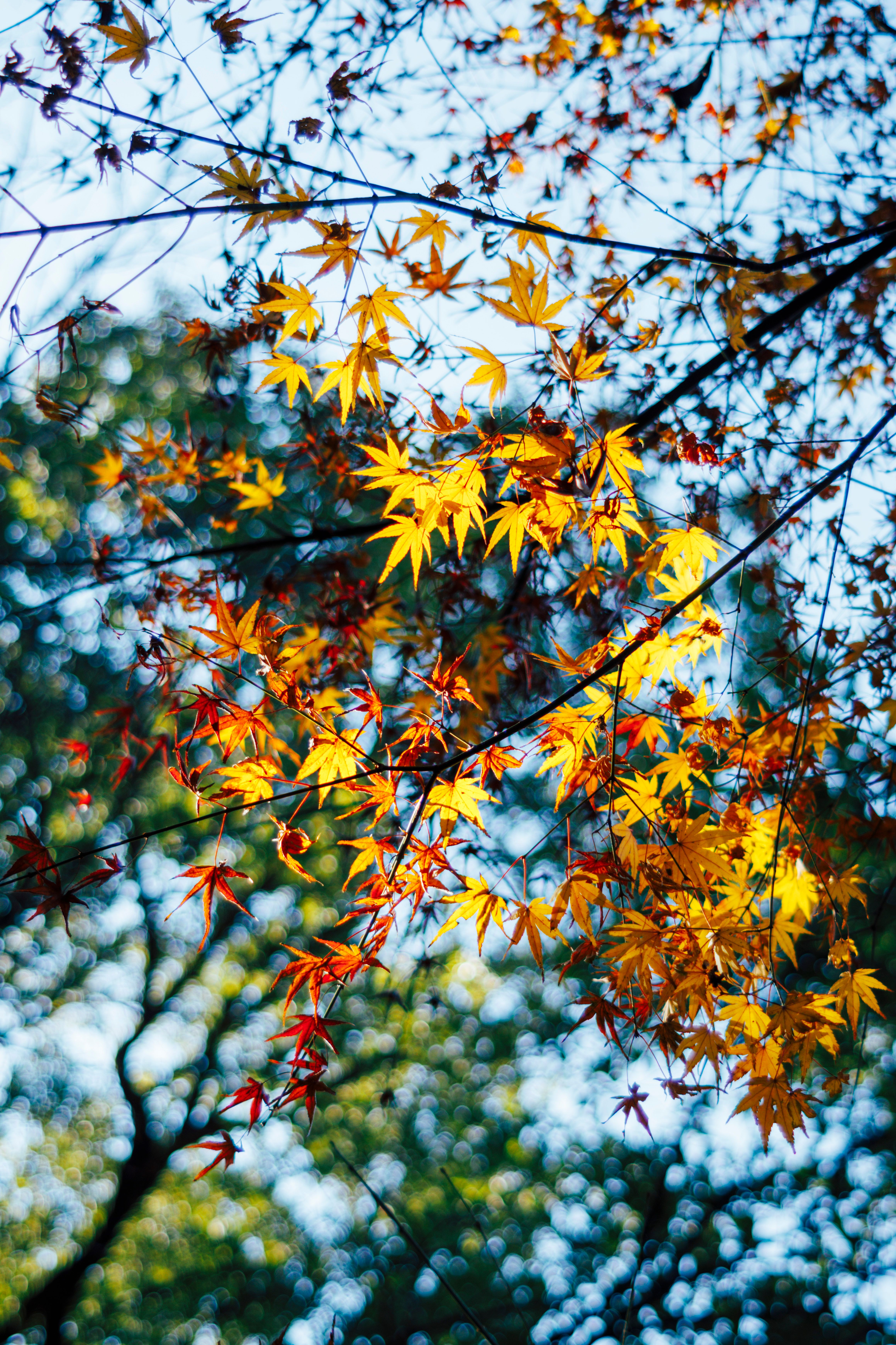 Vibrant Fall Foliage with Sunlight Filter · Free Stock Photo