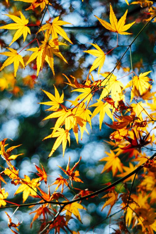 Free Vibrant yellow and orange autumn leaves with sunlight filtering through. Stock Photo